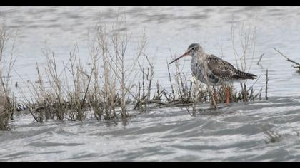 Spotted Redshank