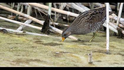 Spotted Crake