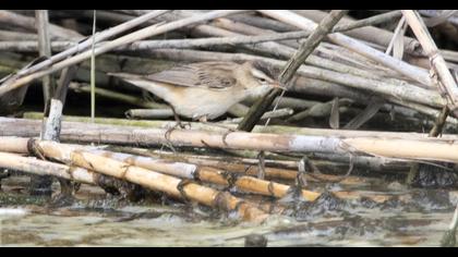 Sedge Warbler
