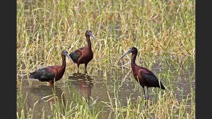 Glossy Ibis