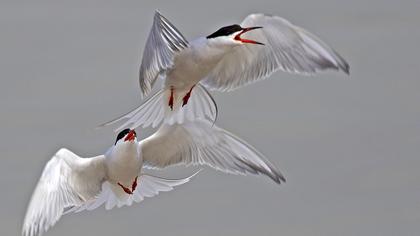 Common Tern