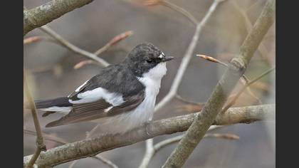 European Pied Flycatcher