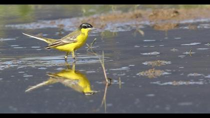Sarı kuyruksallayan