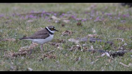 Halkalı küçük cılıbıt