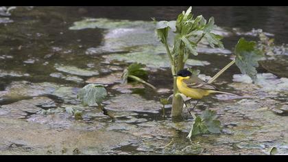 Sarı kuyruksallayan