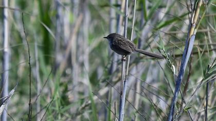 Dikkuyruklu ötleğen
