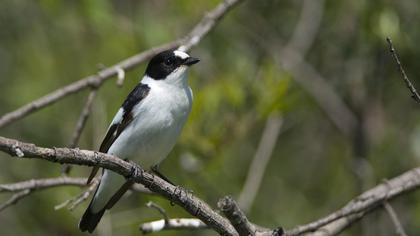 Collared Flycatcher