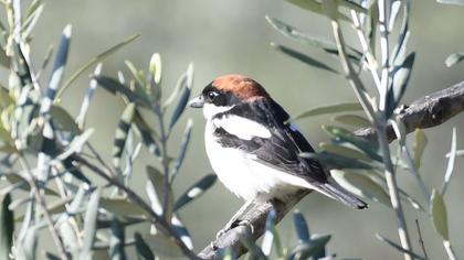 Kızılbaşlı örümcekkuşu