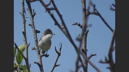 Eastern Orphean Warbler