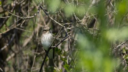 Spotted Flycatcher