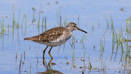 Orman düdükçünü