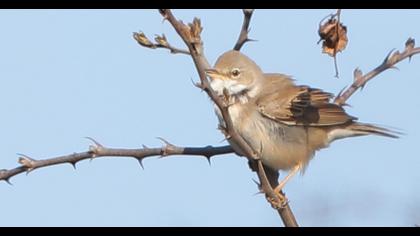 Akgerdanlı ötleğen