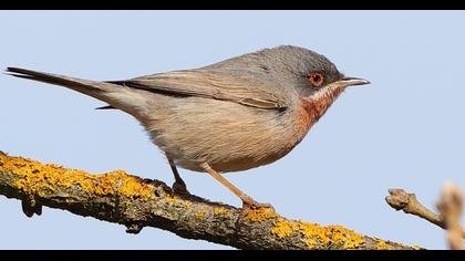 Bıyıklı ötleğen