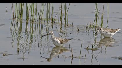 Marsh Sandpiper