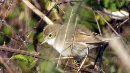 Akgerdanlı ötleğen