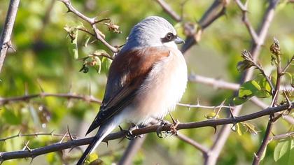 Kızılsırtlı örümcekkuşu