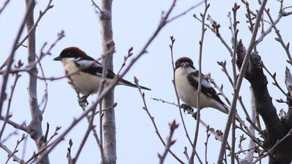 Kızılbaşlı örümcekkuşu