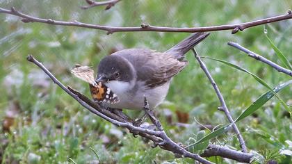 Uzunkuyruklu örümcekkuşu