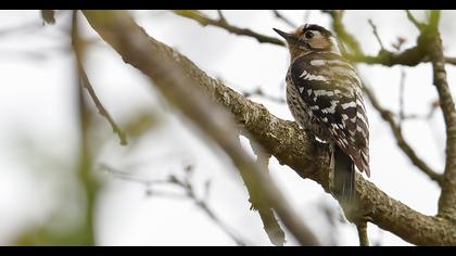 Küçük ağaçkakan