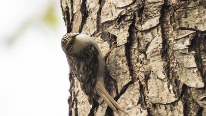Orman tırmaşıkkuşu