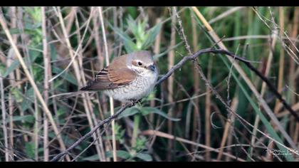 Kızılsırtlı örümcekkuşu