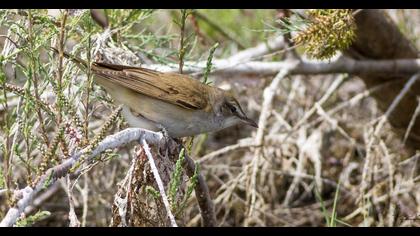Büyük kamışçın