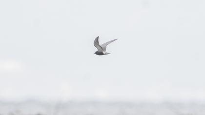 Black Tern