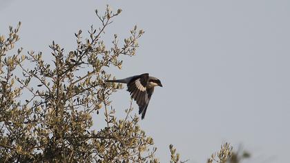 Karaalınlı örümcekkuşu