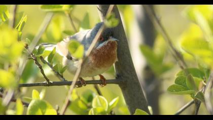 Bıyıklı ötleğen