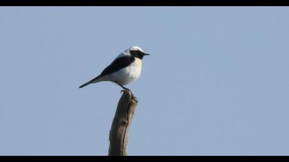 Karakulaklı kuyrukkakan