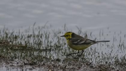 Sarıbaşlı kuyruksallayan