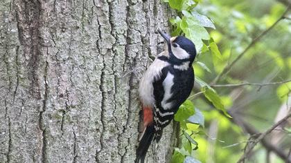Great Spotted Woodpecker