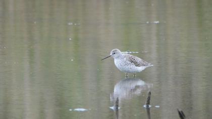 Bataklık düdükçünü
