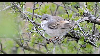 Akgerdanlı ötleğen