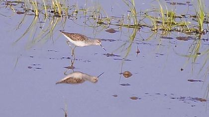 Bataklık düdükçünü
