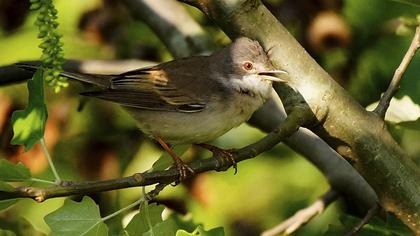 Akgerdanlı ötleğen