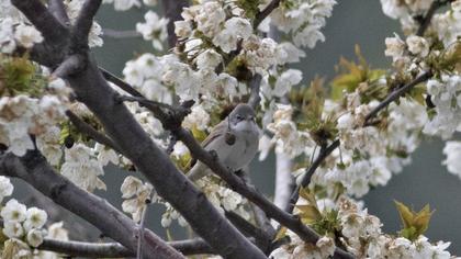 Akgerdanlı ötleğen
