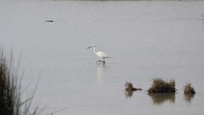 Büyük ak balıkçıl
