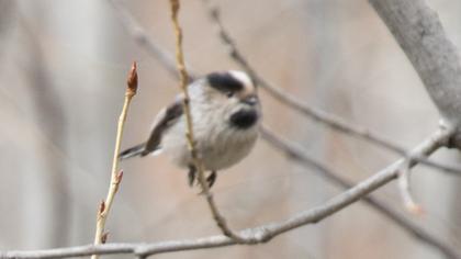 Uzunkuyruklu baştankara