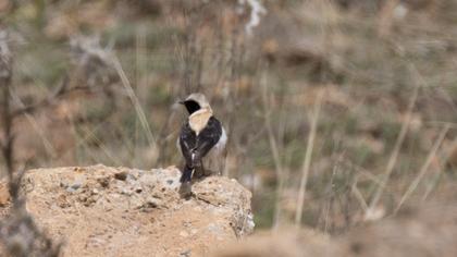 Karakulaklı kuyrukkakan