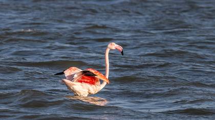 Greater Flamingo