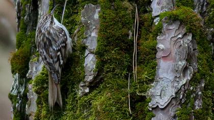 Bahçe tırmaşıkkuşu