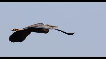 Erguvani balıkçıl