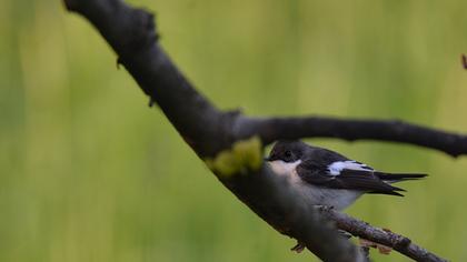 European Pied Flycatcher