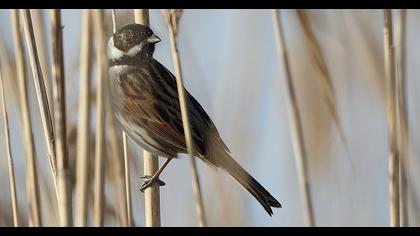 Bataklık Kirazkuşu