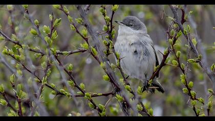 Akgerdanlı ötleğen