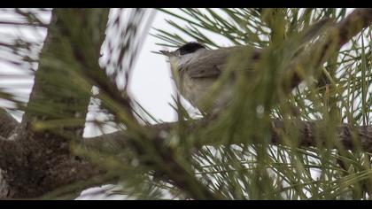Karabaşlı ötleğen