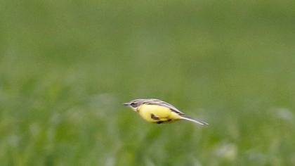 Sarı kuyruksallayan