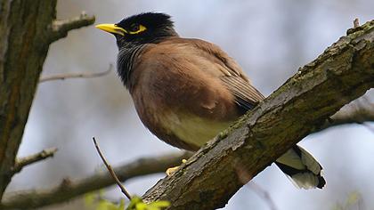 Common Myna