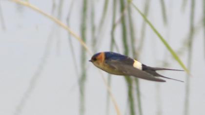 Kızıl kırlangıç